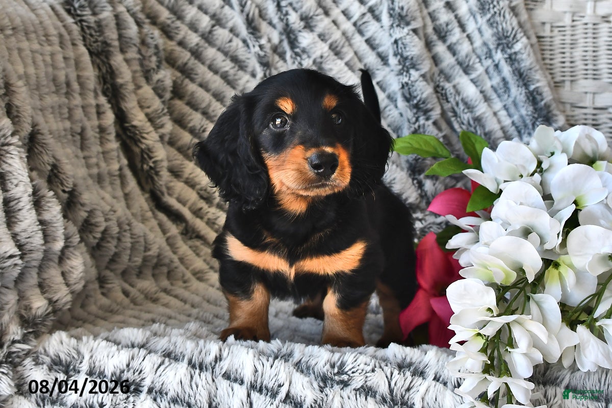 Dachshund dogs Raspberry - Ad 1