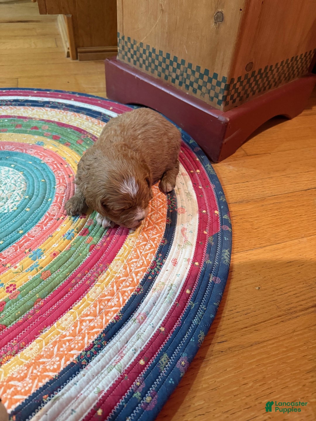 Mini Bernedoodle dogs for sale: Oliver - Ad 6