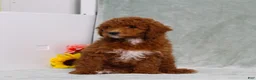 Miniature Poodle dogs for sale: Lilly - Ad 5