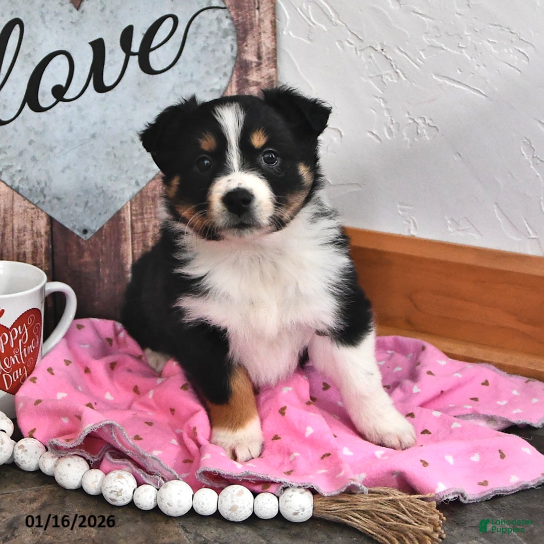 Australian Shepherd dogs for sale: Jolene - Ad 2