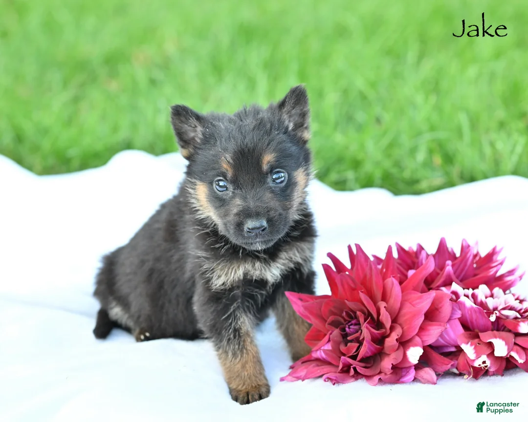 German Shepherd dogs for sale: Jake - Ad 1