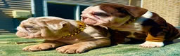 English Bulldog dogs for sale: Rubble - Ad 15