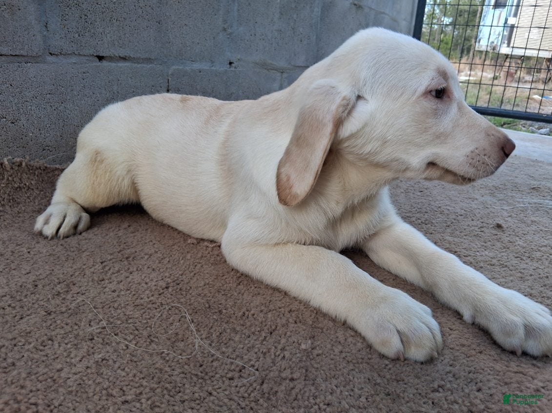 Labrador Retriever dogs Dan - Ad 1
