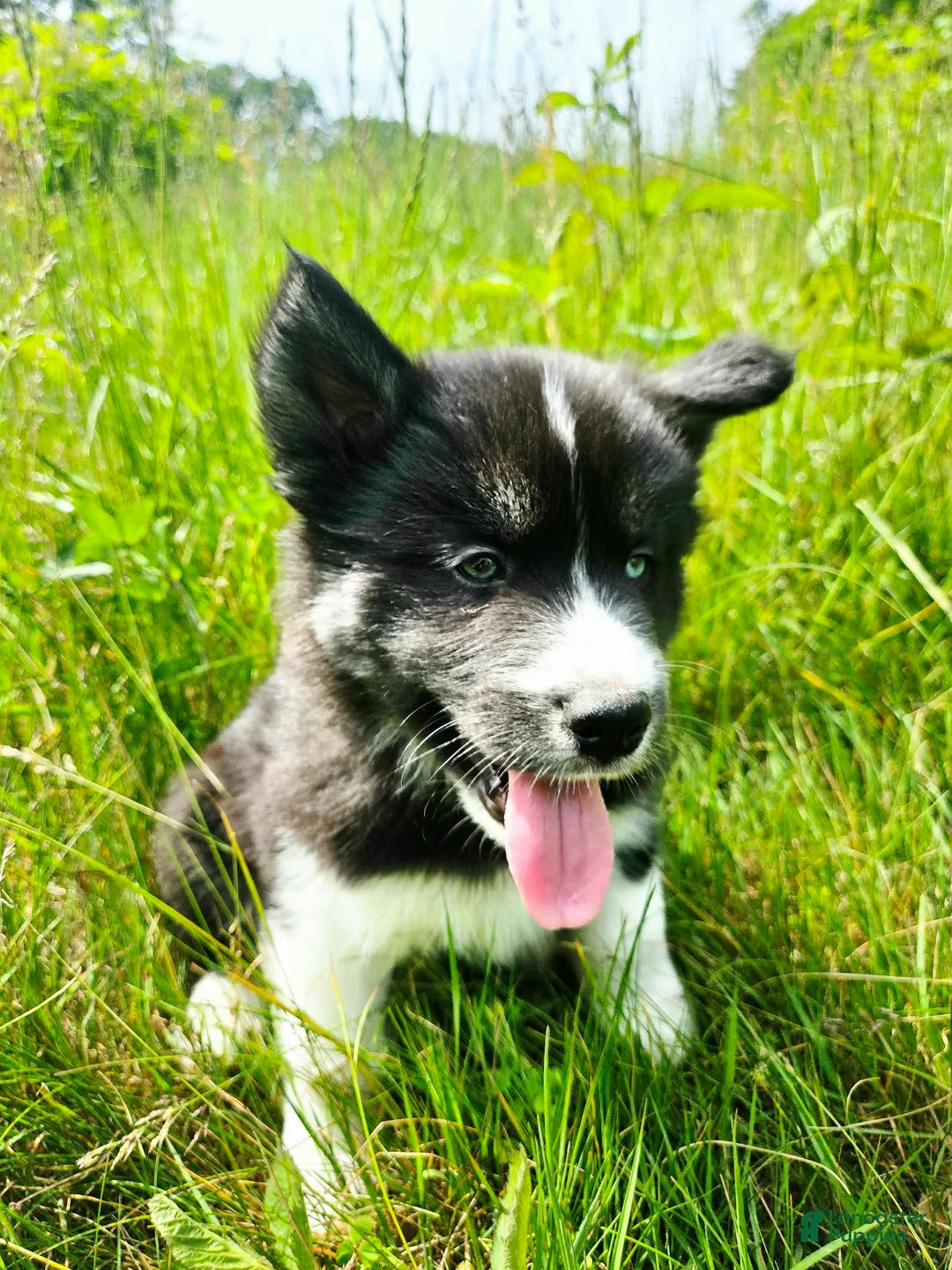Mixed Breed dogs for sale: Doc - Ad 2
