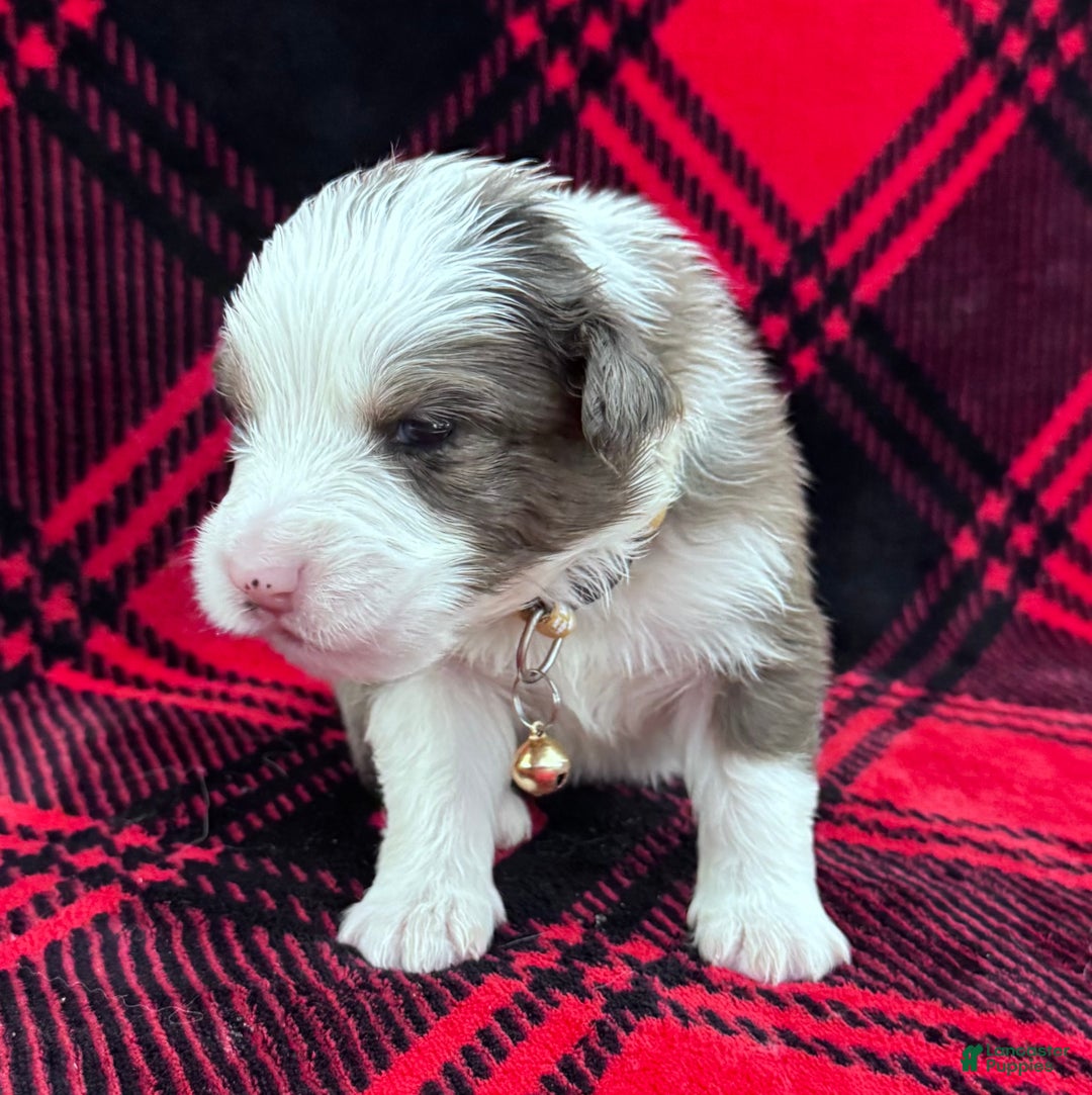 Australian Shepherd dogs for sale: Australian Shepherd Puppy - Tan Collar - Ad 5