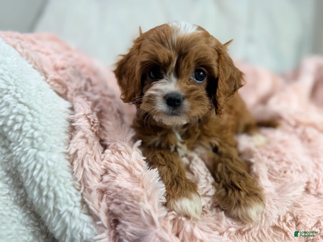Cavapoo dogs for sale: Caramel 🎀 - Ad 1