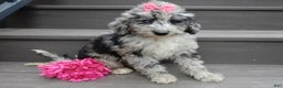 Sheepadoodle dogs for sale: Myla (medium) - Ad 5