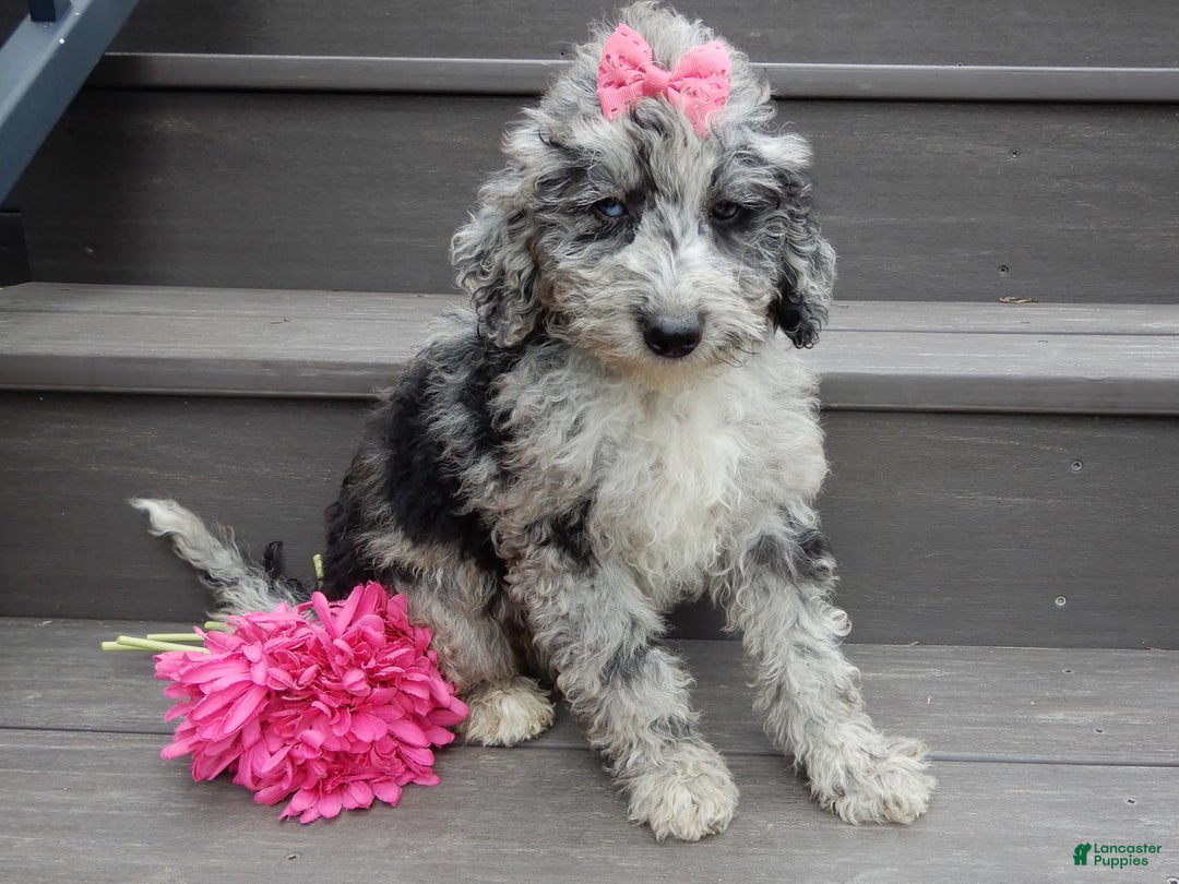 Sheepadoodle dogs for sale: Myla (medium) - Ad 5