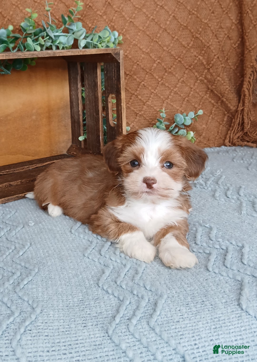Havanese dogs for sale: Jayce  - Ad 3