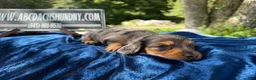 Miniature Dachshund dogs for sale: Special boy discounted!!! - Ad 4
