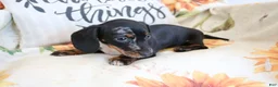 Miniature Dachshund dogs for sale: Dixie - Ad 2