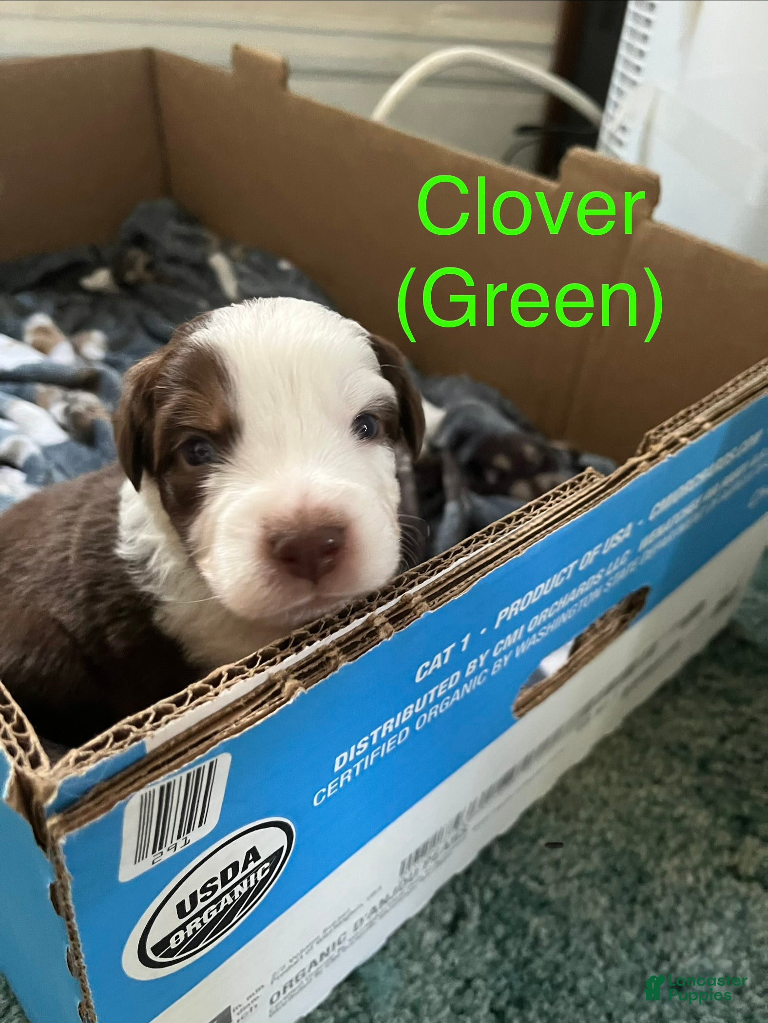 Australian Shepherd dogs Clover (Green) - Ad 9