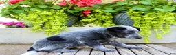 Australian Cattle Dog dogs for sale: Sadie - Ad 6