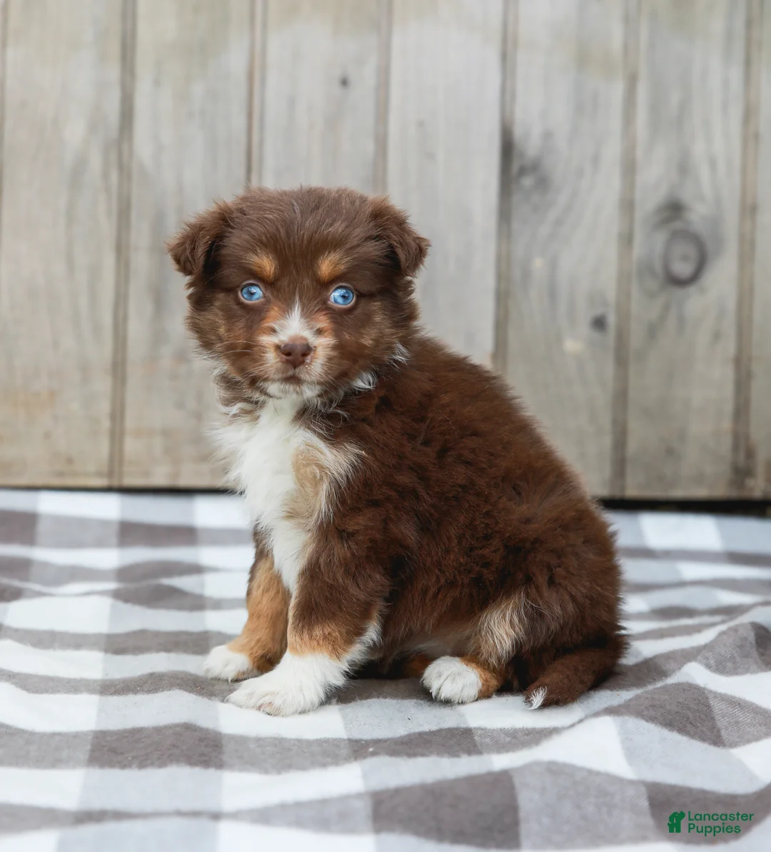 Australian Shepherd dogs for sale: Rosa - Ad 1