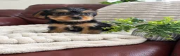 Yorkshire Terrier dogs for sale: Cooper - Ad 1