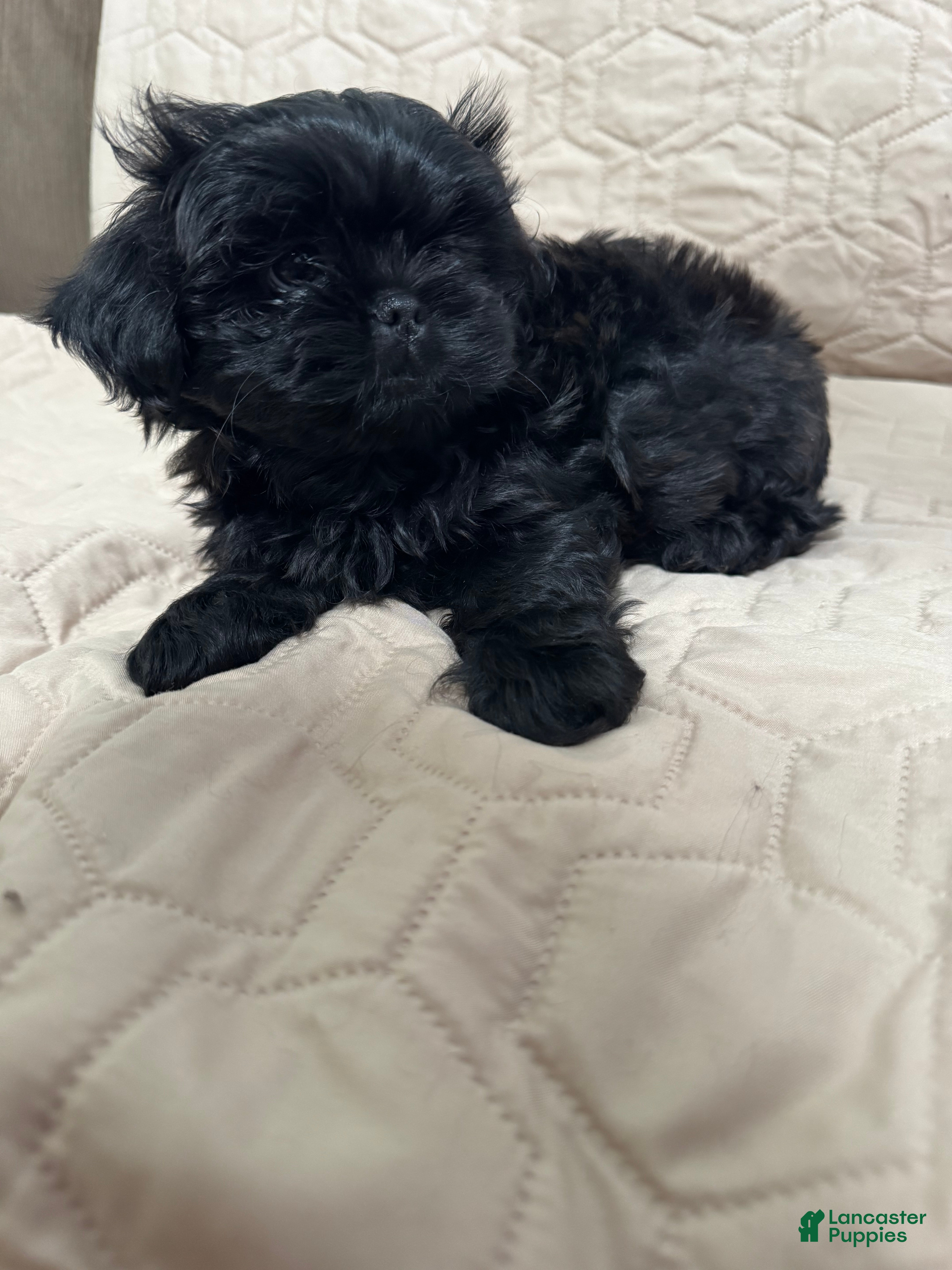 Shih Tzu dogs Shih Tzu 2 - Ad 1