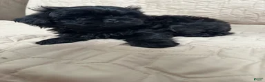 Shih Tzu 2