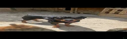 Rottweiler dogs for sale: Rottweiler 4 - Ad 3