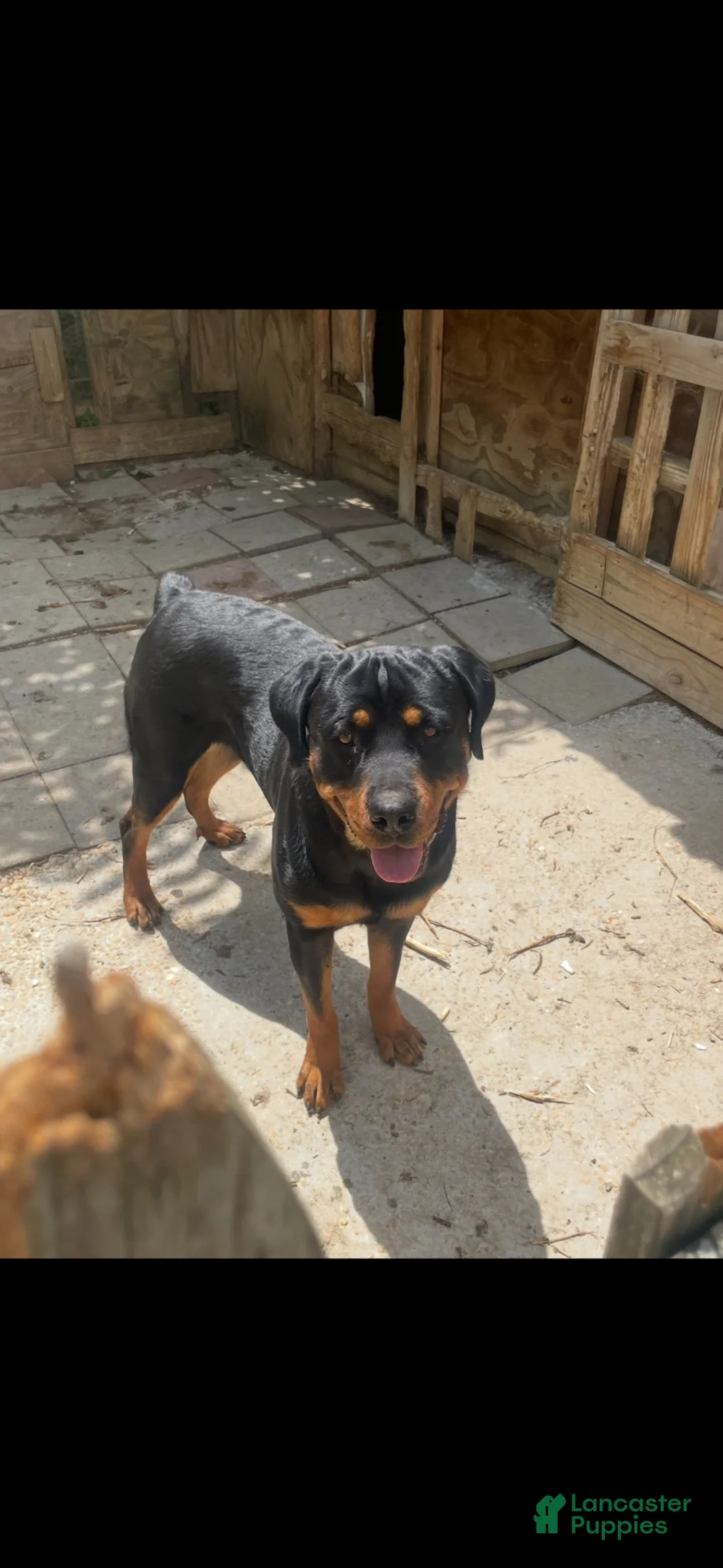 Rottweiler dogs for sale: Rottweiler 5 - Ad 2