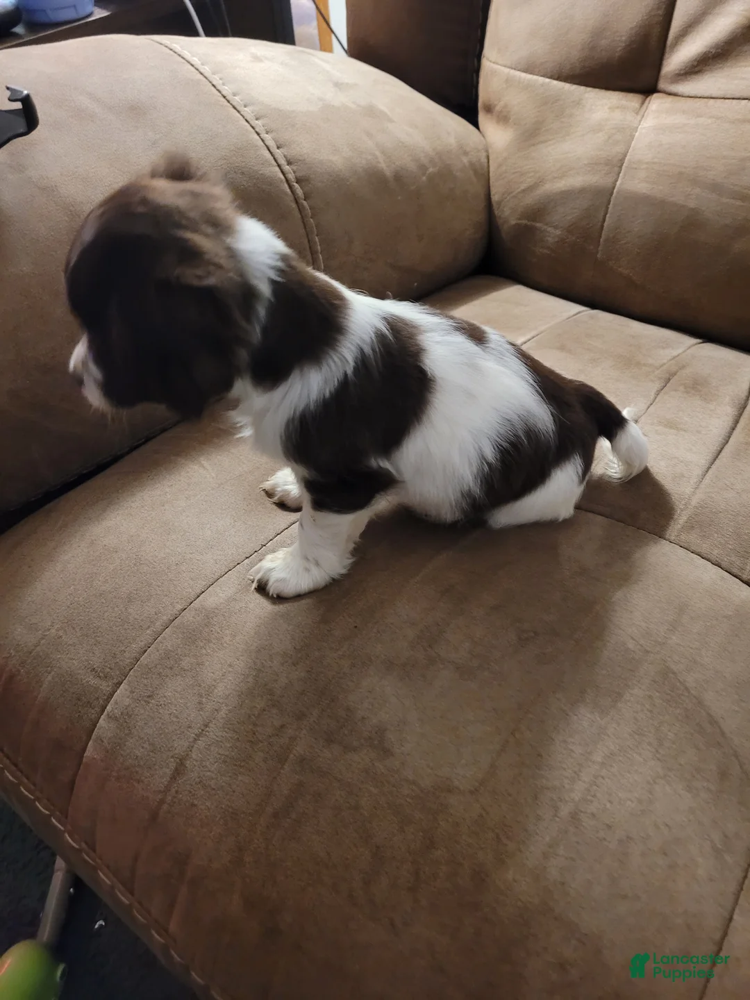 Yorkiepoo dogs for sale: Yorkiepoo Puppy 1 - Ad 2