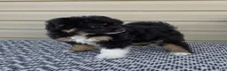 Mini Aussiedoodle dogs for sale: Parker - Ad 4