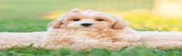 Maltipoo dogs for sale: Twila - Ad 5