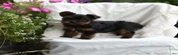 Yorkshire Terrier dogs for sale: Muffin - Ad 3