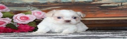 Shih Tzu dogs for sale: Ollie - Ad 4