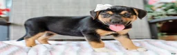 Mixed Breed dogs for sale: Adara Beagle Mix Pup - Ad 5