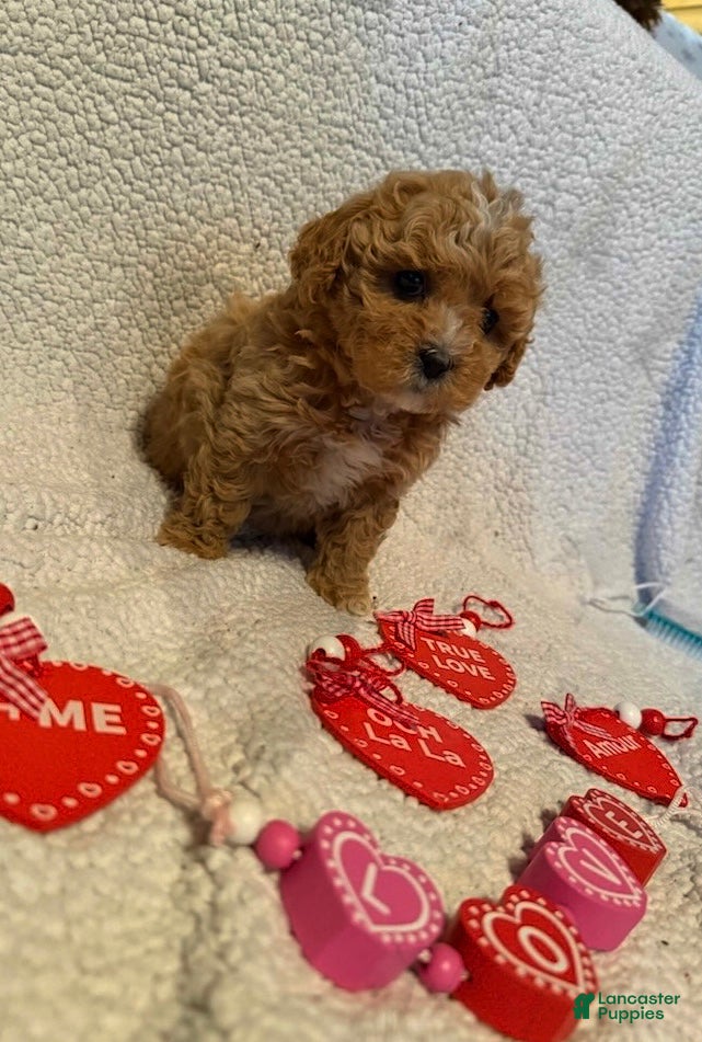 Bichpoo dogs Butterscotch  - Ad 35