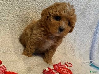 Bichpoo dogs Butterscotch - Ad 1