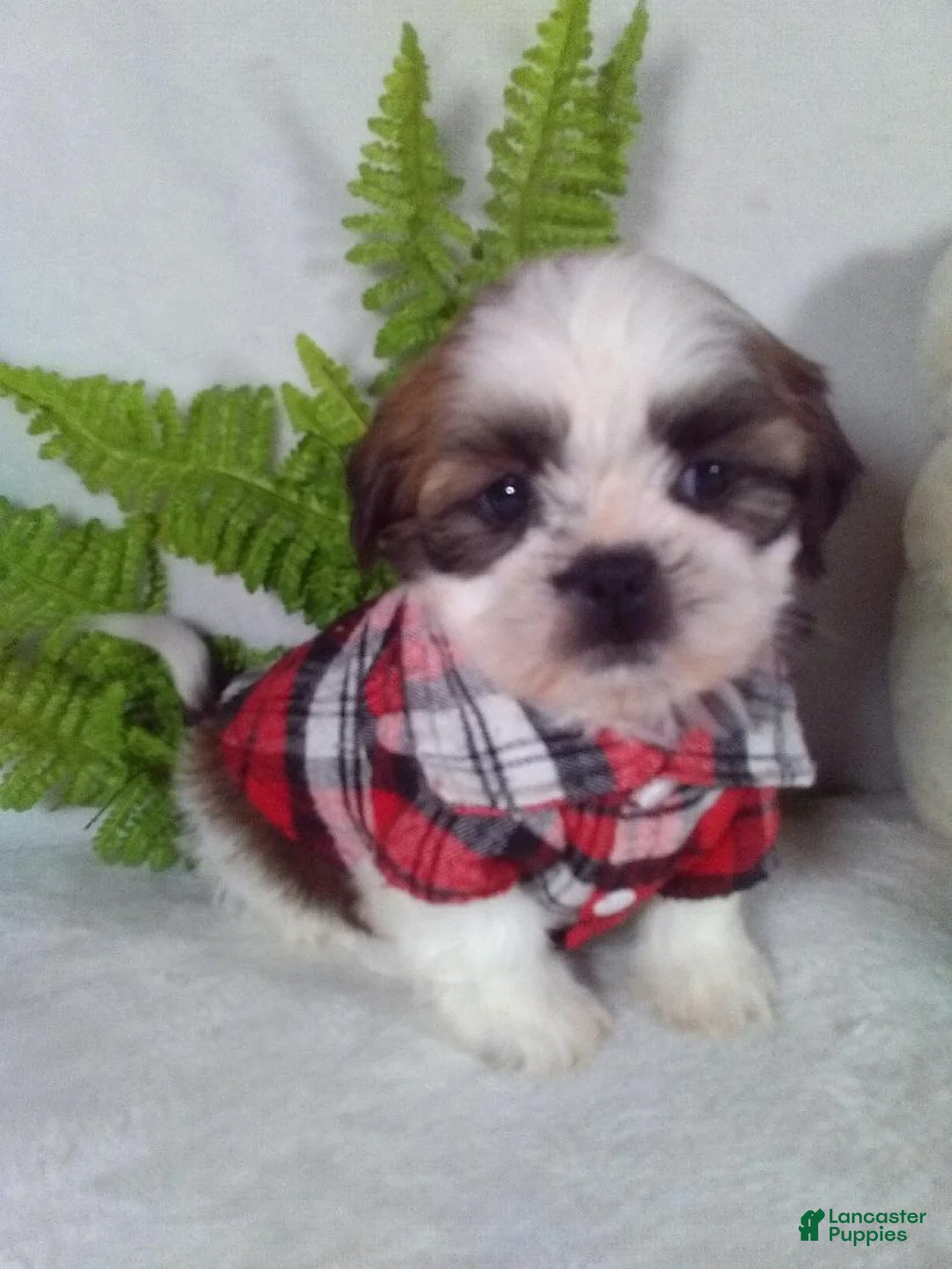 Shih Tzu dogs for sale: Rio - Ad 2