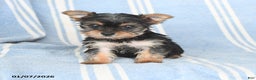 Yorkshire Terrier dogs for sale: Tina - Ad 3