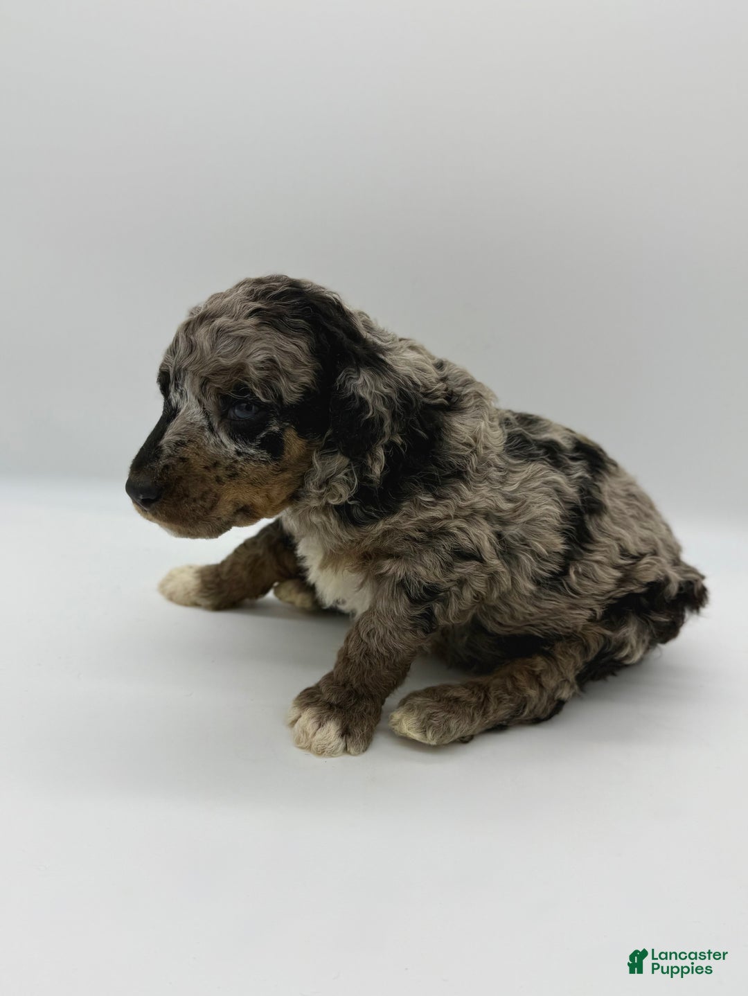 Standard Poodle dogs for sale: Birch - Ad 7