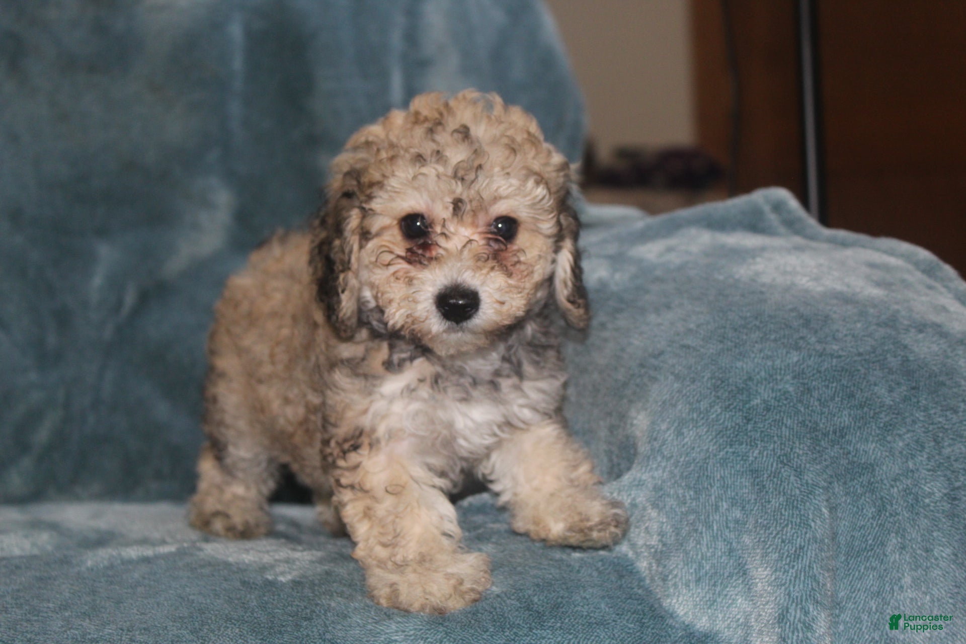 Miniature Poodle dogs Sadie - Ad 2