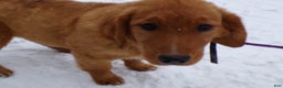 Golden Retriever dogs for sale: Golden Retriever Puppy 2 Candy - Ad 1