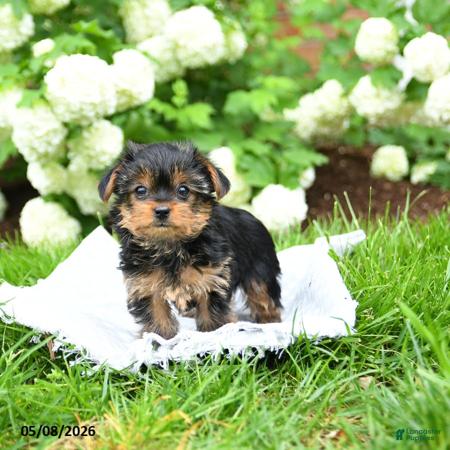 Yorkshire Terrier dogs Dorrie - Ad 2