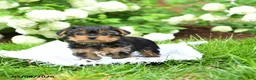 Yorkshire Terrier dogs for sale: Dorrie - Ad 2