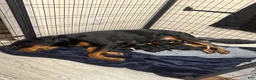 Rottweiler dogs for sale: Winny - Ad 4