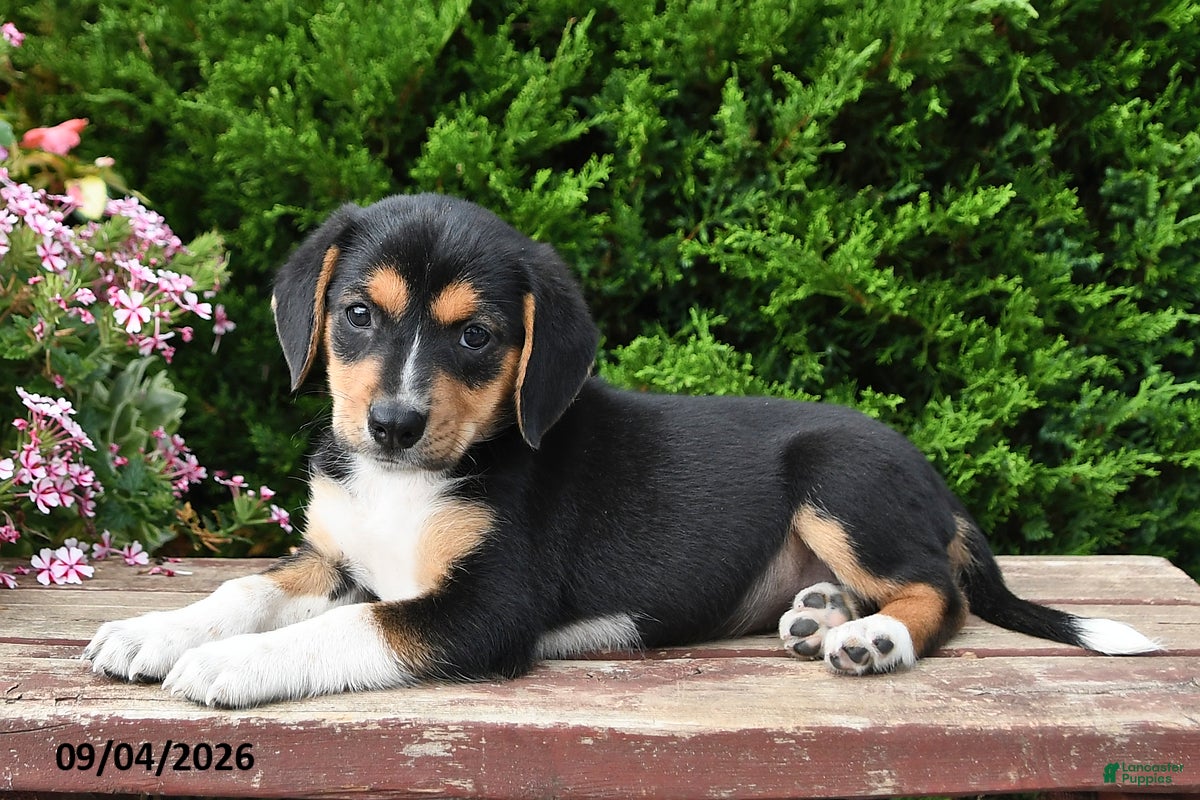 Beagle dogs Remi - Ad 1