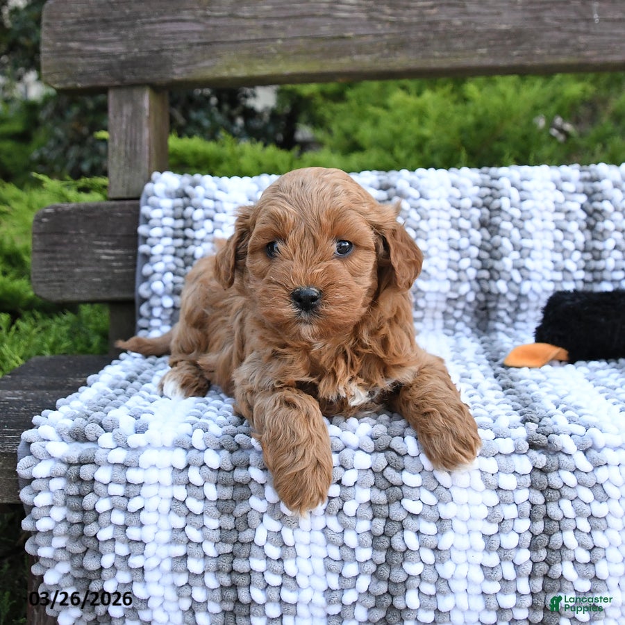 Mini Goldendoodle dogs Bear - Ad 2