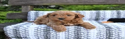 Mini Goldendoodle dogs for sale: Bear - Ad 2
