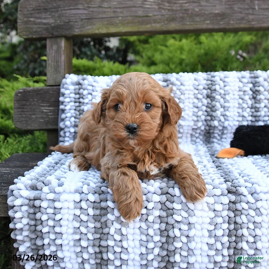 Mini Goldendoodle dogs for sale: Bear - Ad 2