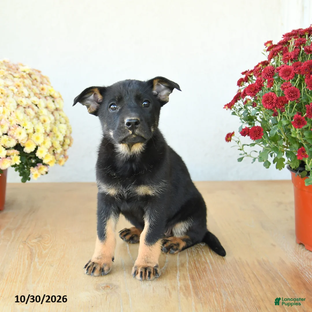 Mixed Breed dogs for sale: Ginger - Ad 2