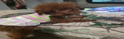 Toy Poodle dogs for sale: MeiMei 3lb full grown  - Ad 4
