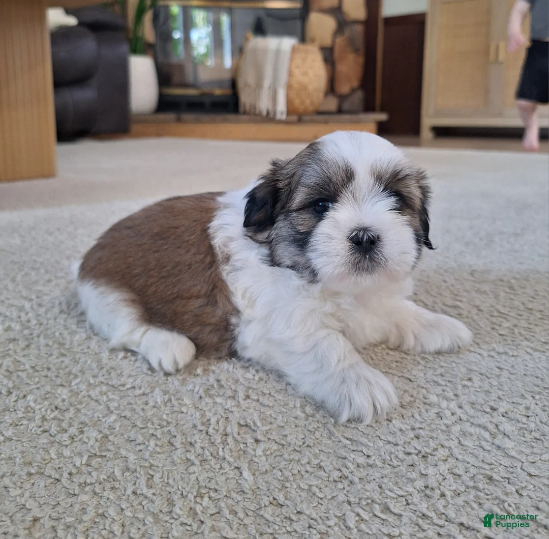 Shih Tzu dogs for sale: Lola - Ad 1