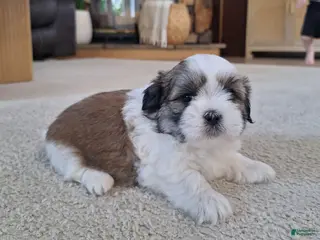 Shih Tzu dogs for sale: Lola - Ad 3