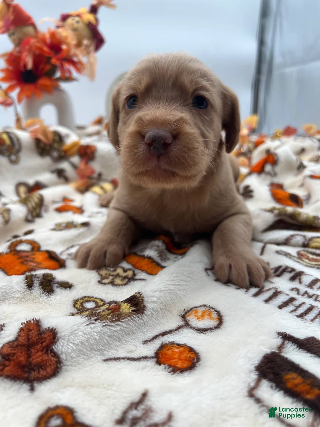 Labradoodle dogs for sale: Spirit  - Ad 1
