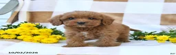 Cockapoo dogs for sale: Marvin - Ad 4