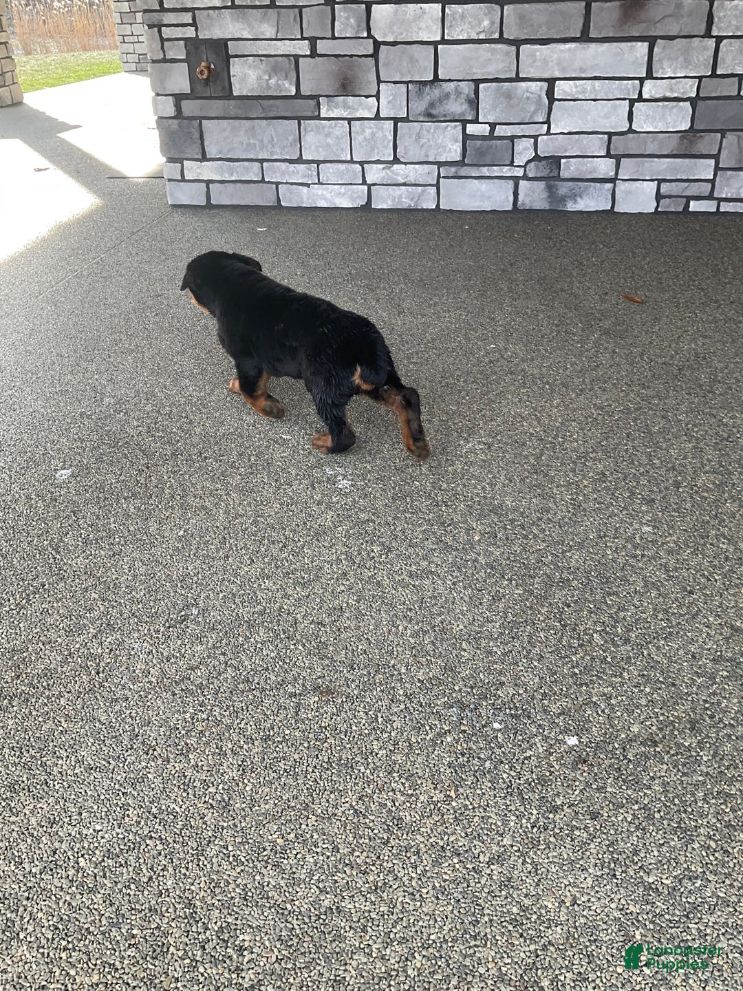 Rottweiler dogs for sale: Rottweiler Puppy 1 - Ad 10